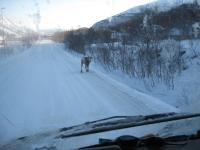 Rentiere kreuzten meinen Weg, Nord-Norwegen - März2007